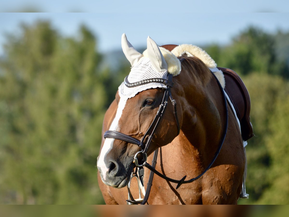 Classic Pony / Pony Classico Giumenta 19 Anni 171 cm Sauro in Steinhöring