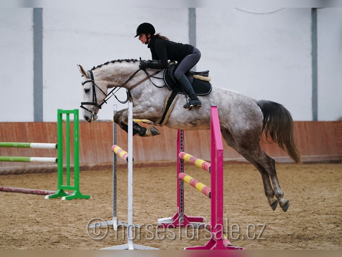 Classic Pony / Pony Classico Giumenta 7 Anni 168 cm Grigio in Ceske Budejovice