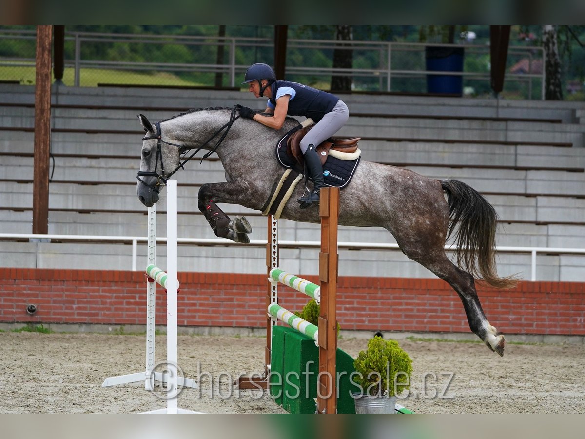 Classic Pony / Pony Classico Giumenta 7 Anni 172 cm Grigio in Ceske Budejovice, Tschechien