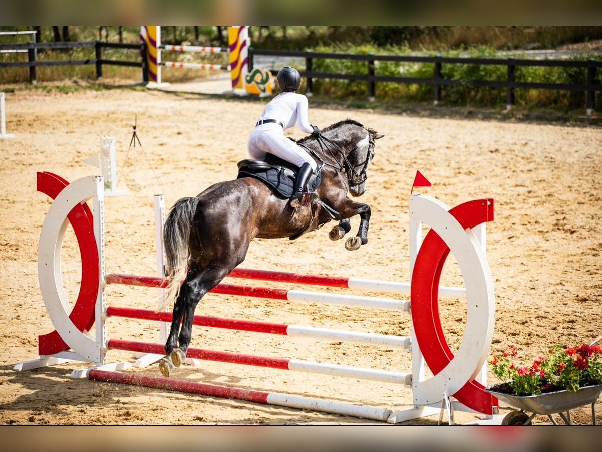 Classic Pony / Pony Classico Giumenta 8 Anni 168 cm Grigio in Gdańsk