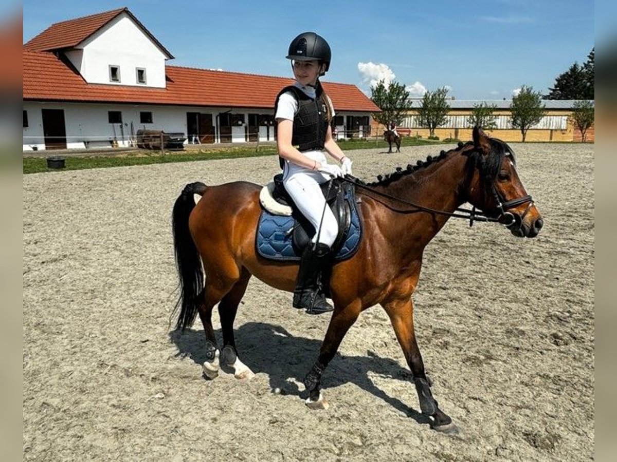 Classic Pony Castrone 10 Anni 140 cm Baio in Prerov