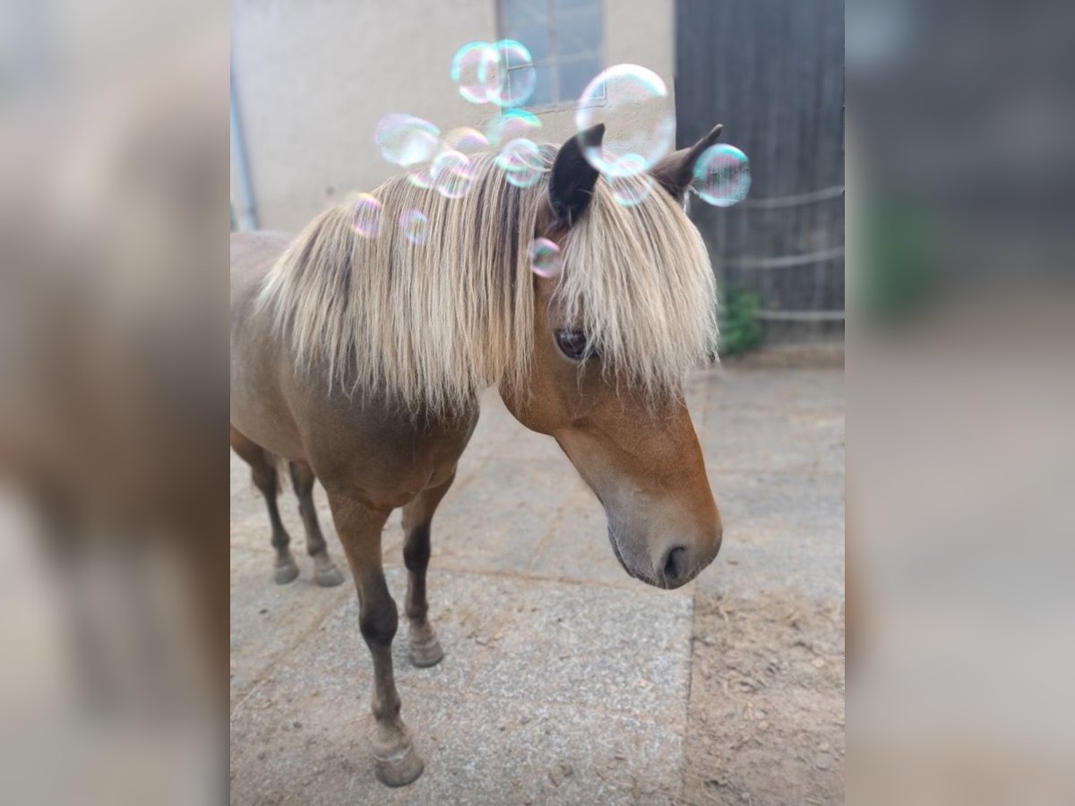 Classic Pony Castrone 11 Anni 110 cm Sauro in Weigenheim
