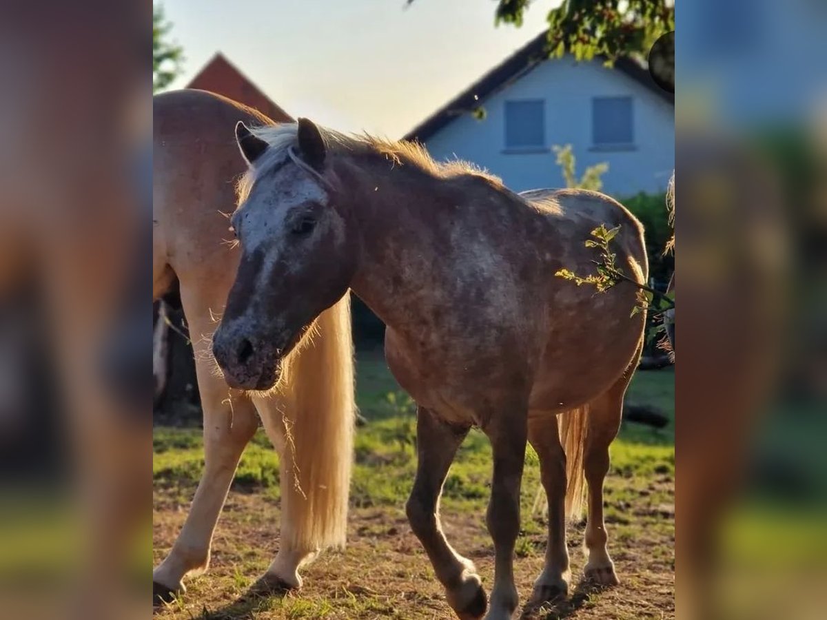 Classic Pony Mix Castrone 15 Anni 115 cm Leopard in Frielendorf