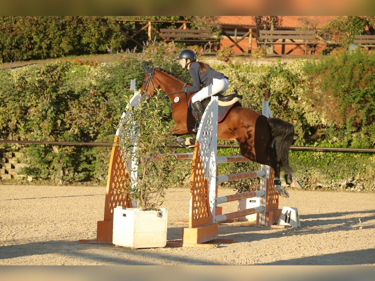 Classic Pony Castrone 15 Anni 146 cm Baio nero in Roma