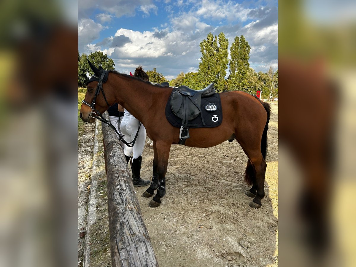 Classic Pony Castrone 7 Anni 138 cm Baio scuro in Perugia