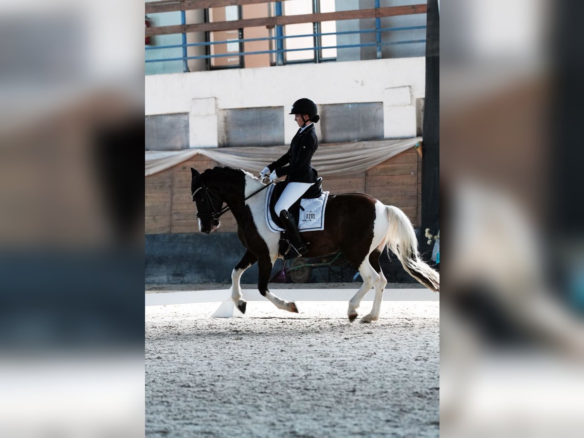 Classic Pony Mix Castrone 7 Anni 145 cm in Bad&#xED;n