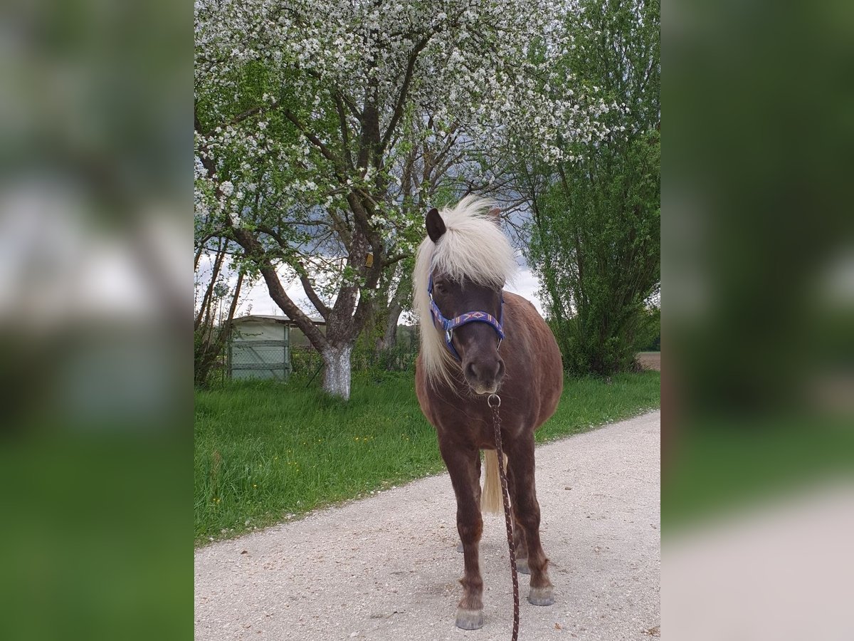 Classic Pony Castrone 9 Anni 114 cm Sauro scuro in Freilassing