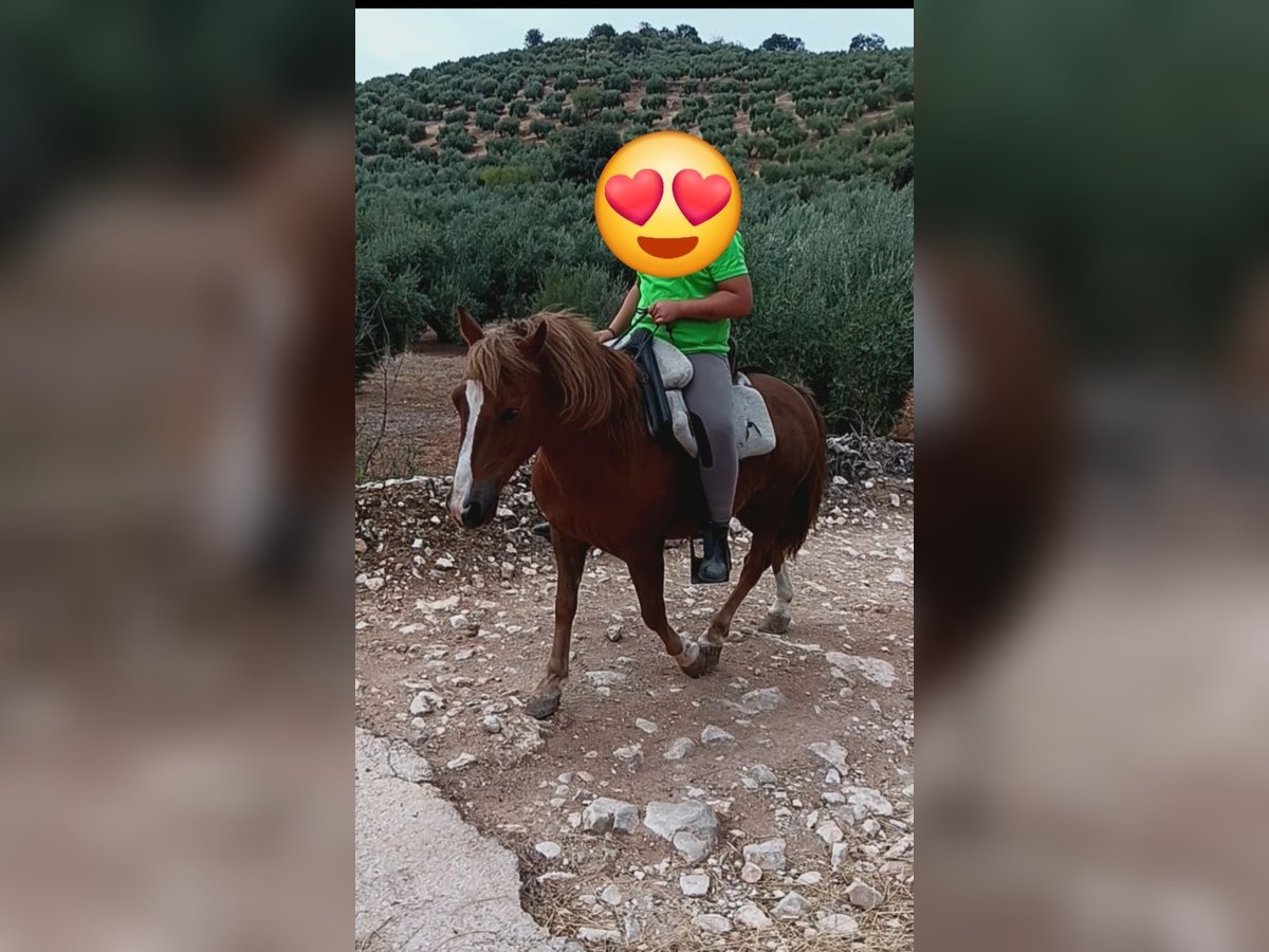 Classic Pony Gelding 10 years 12,1 hh Chestnut-Red in Fuensanta De Martos