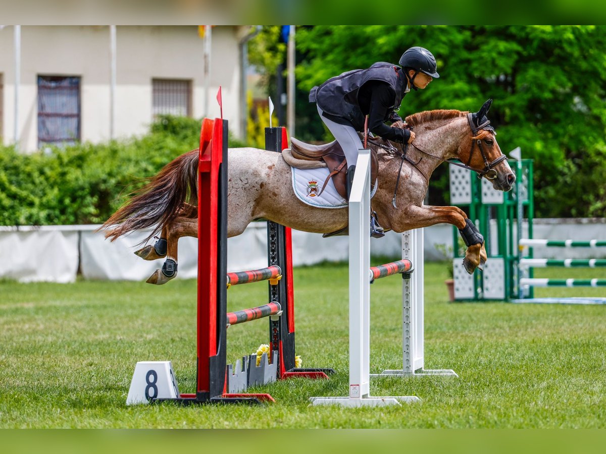 Classic Pony Gelding 10 years 13,2 hh Roan-Red in Puerto Real Cádiz