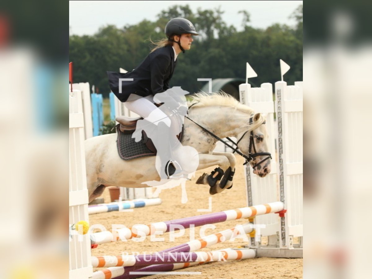 Classic Pony Gelding 11 years 12,2 hh Cremello in Uttendorf