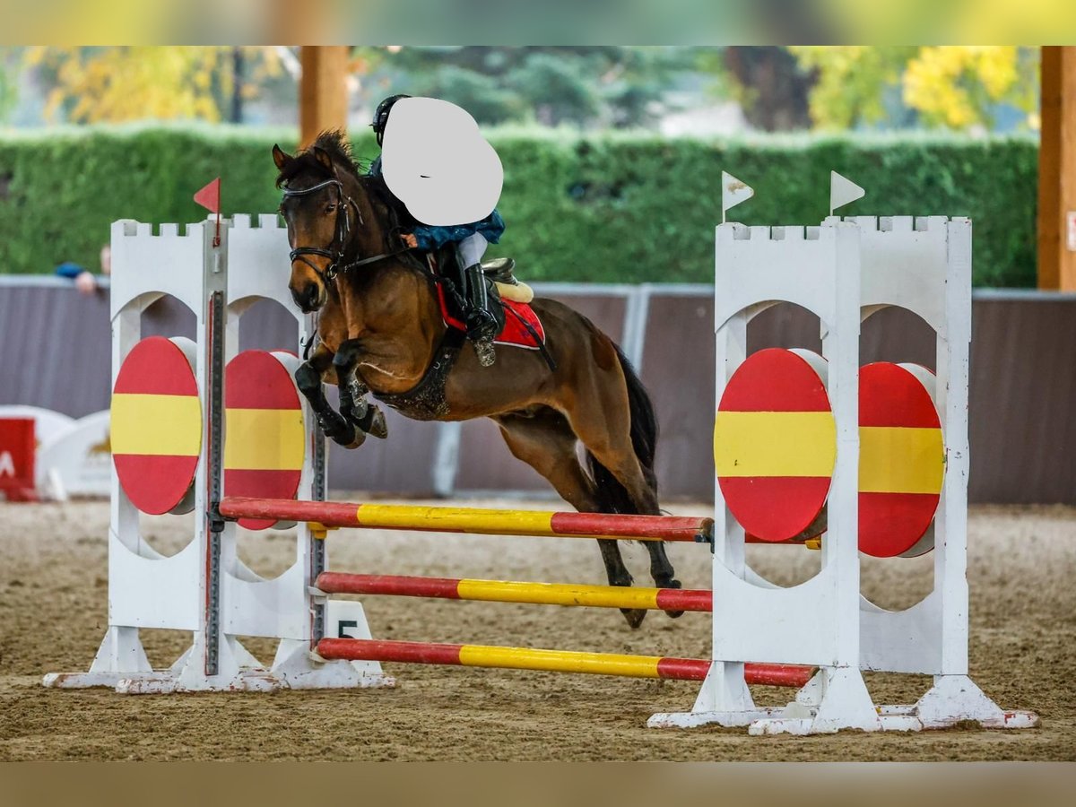 Classic Pony Gelding 12 years 12,2 hh Bay-Dark in Cartagena