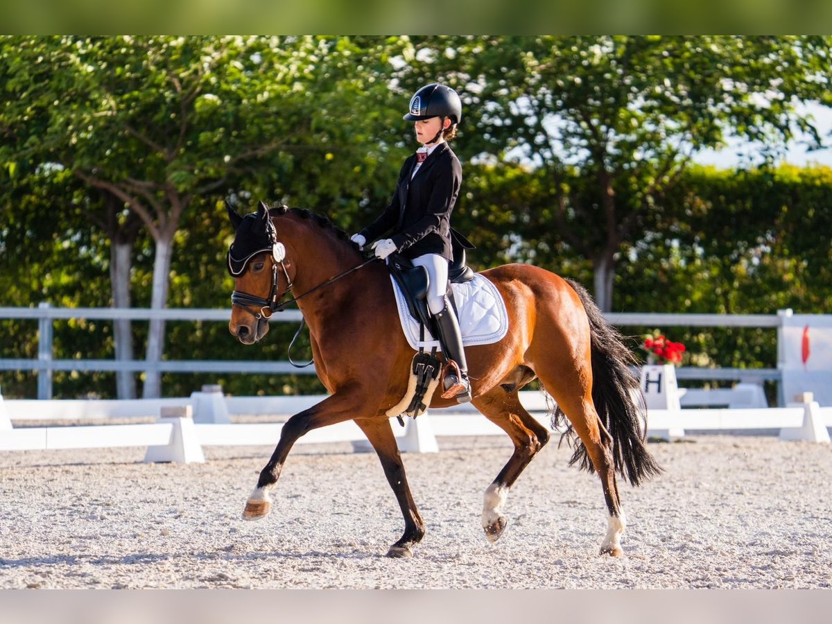 Classic Pony Gelding 13 years 14,2 hh Bay-Dark in Sant Marti Vell