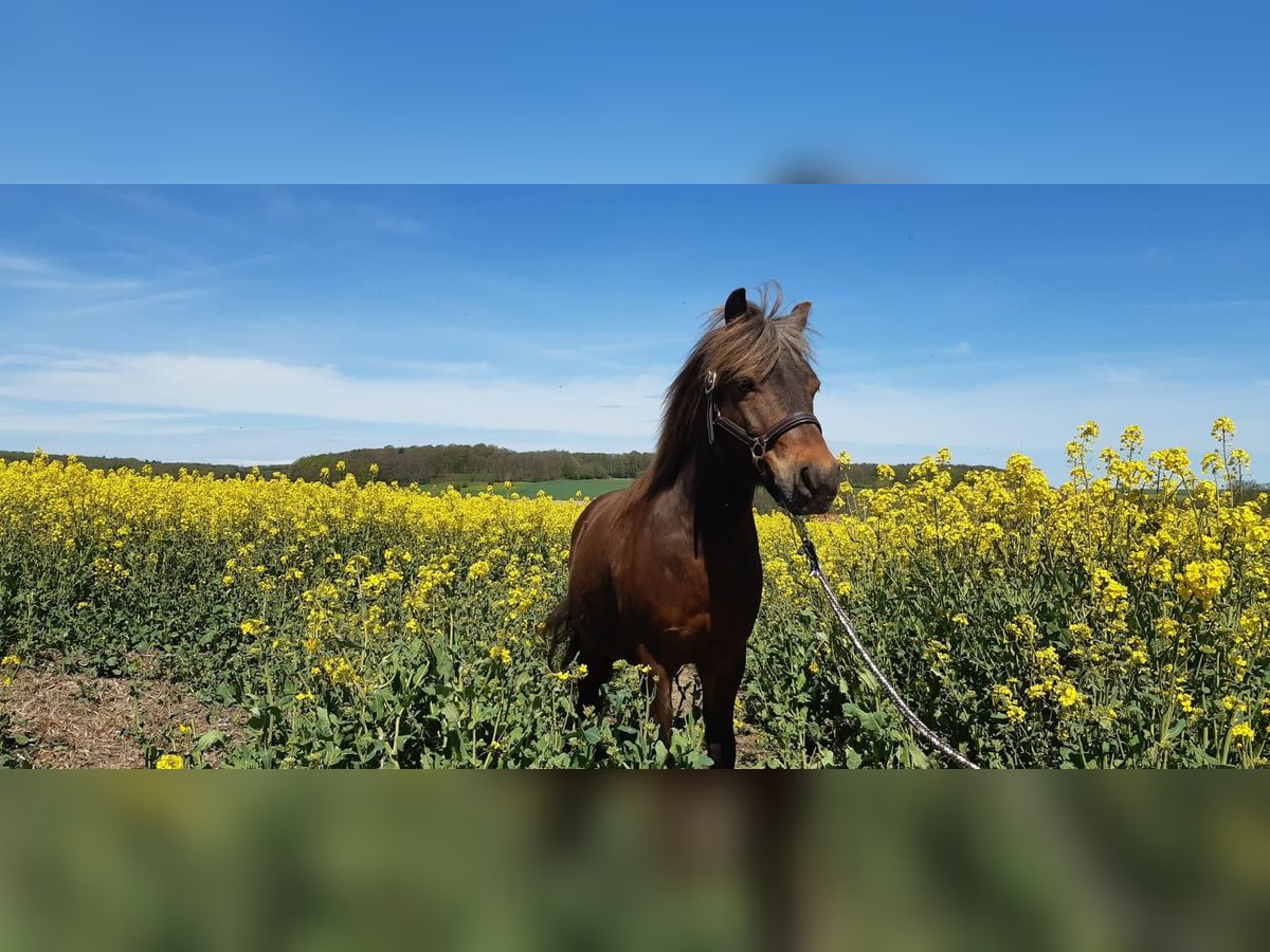 Classic Pony Mix Gelding 14 years 11 hh Chestnut in Melle