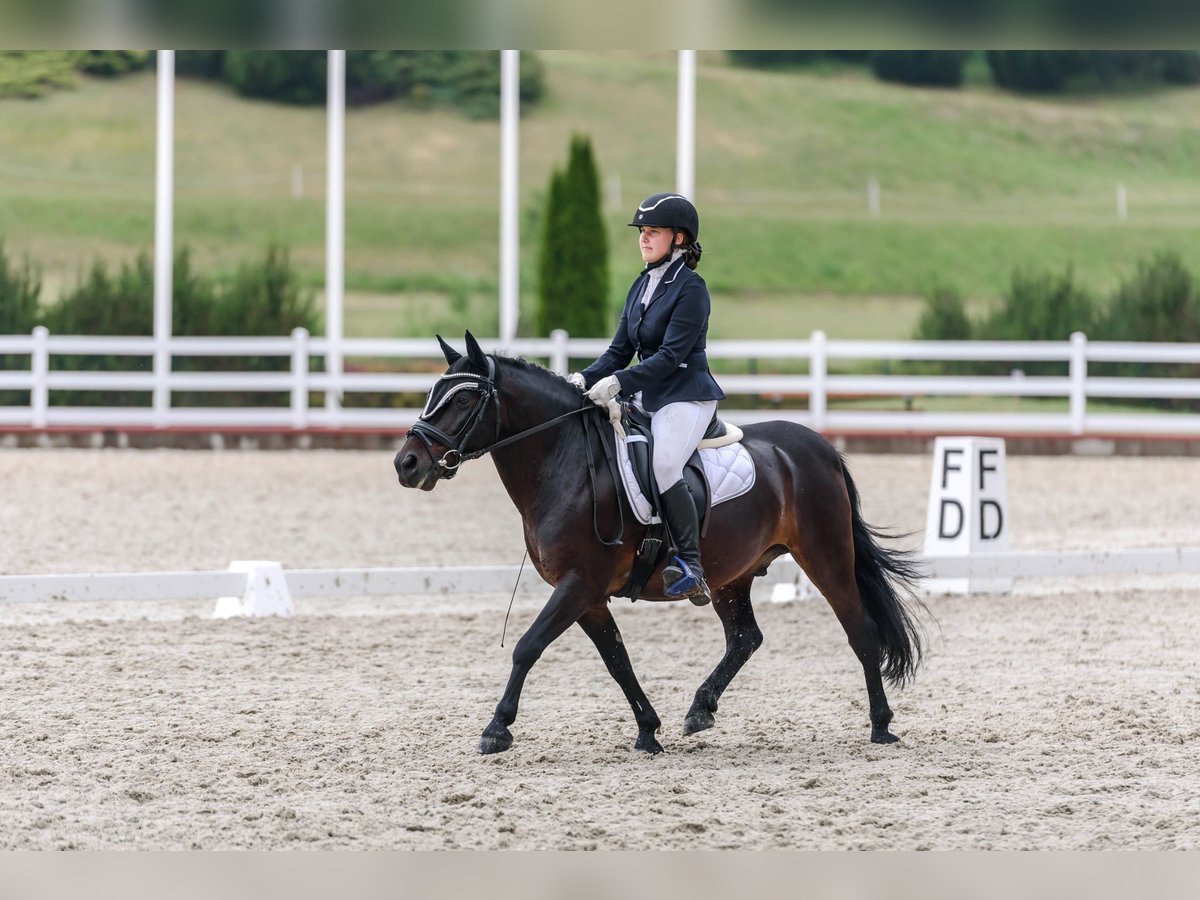 Classic Pony Gelding 17 years 13,1 hh in Kaunas