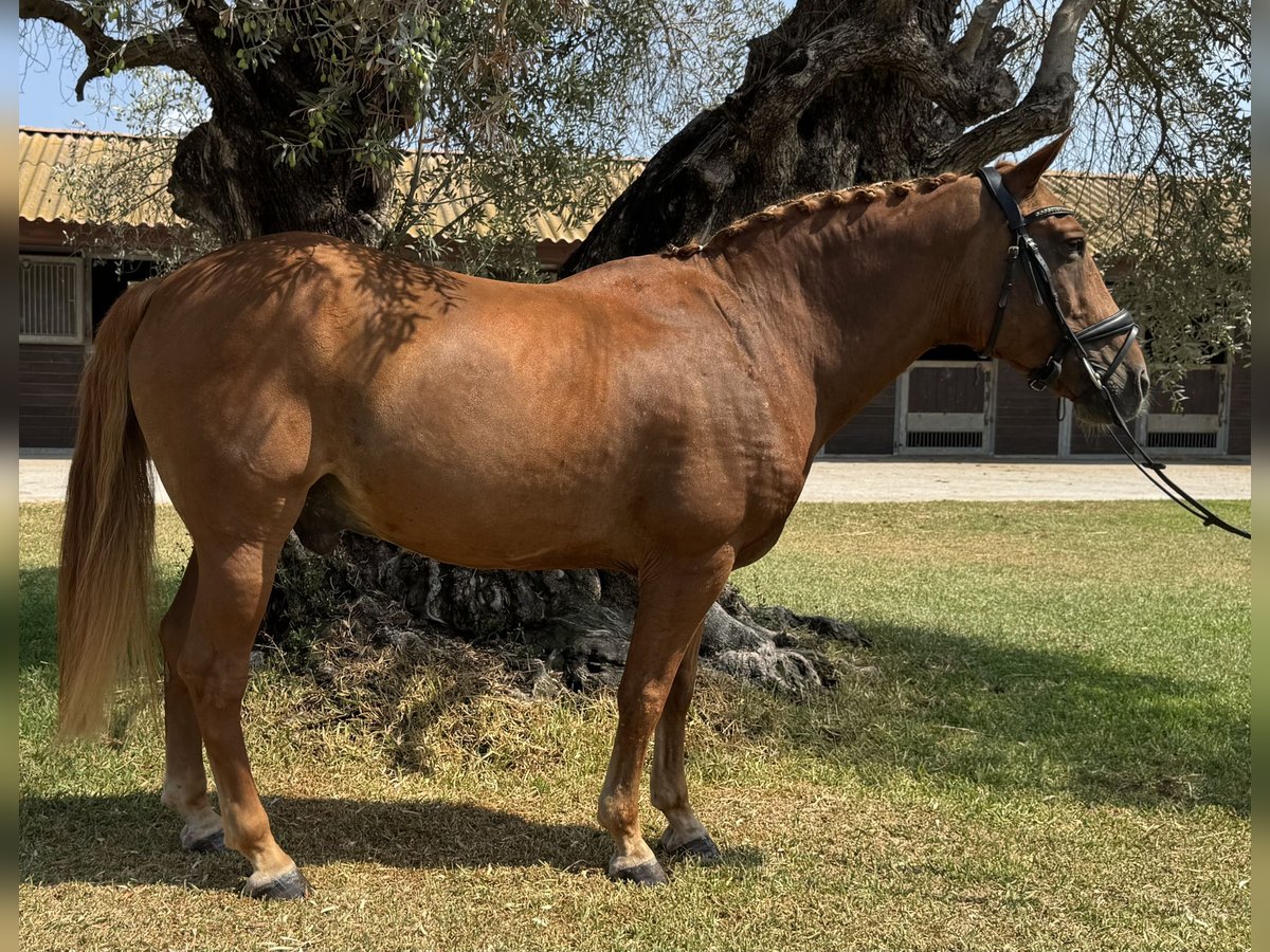 Classic Pony Gelding 17 years 14,1 hh Chestnut in Denia