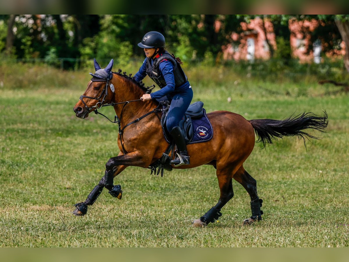 Classic Pony Gelding 18 years 13,2 hh Bay-Dark in Bosque, El (Urbanizacion)