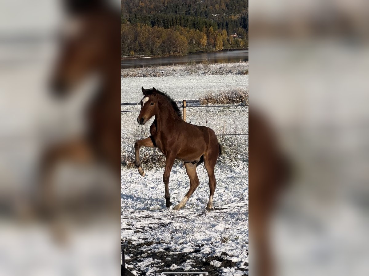 Classic Pony Gelding 1 year 14,2 hh Brown in Valnesfjord