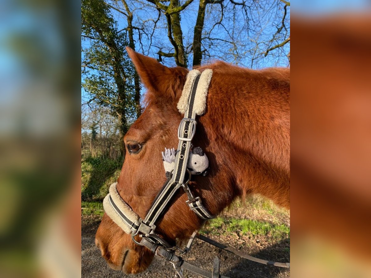 Classic Pony Gelding 26 years Sorrel in Les Sables-d&#x27;Olonne