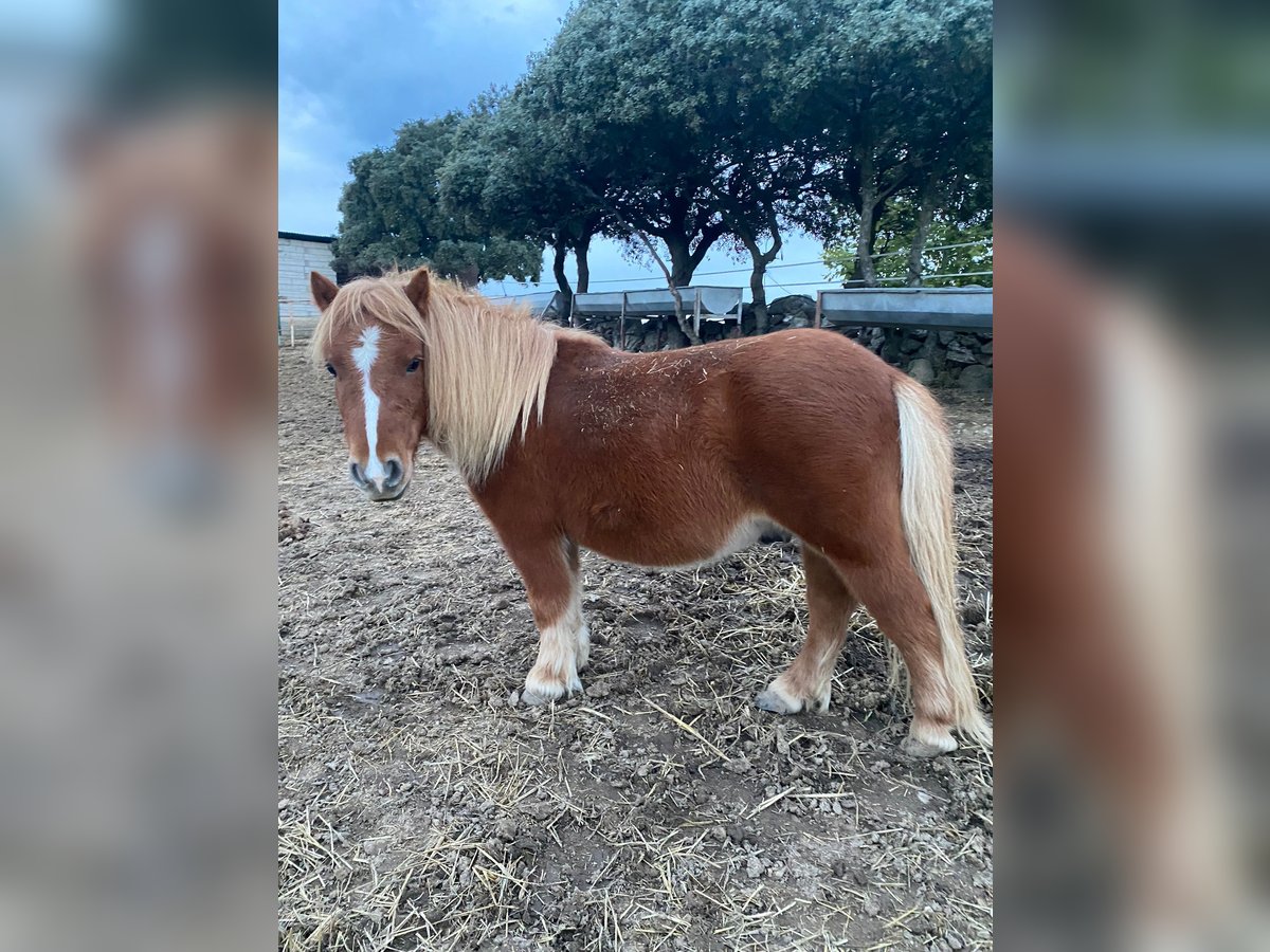 Classic Pony Gelding 3 years Chestnut-Red in Colmenar Viejo