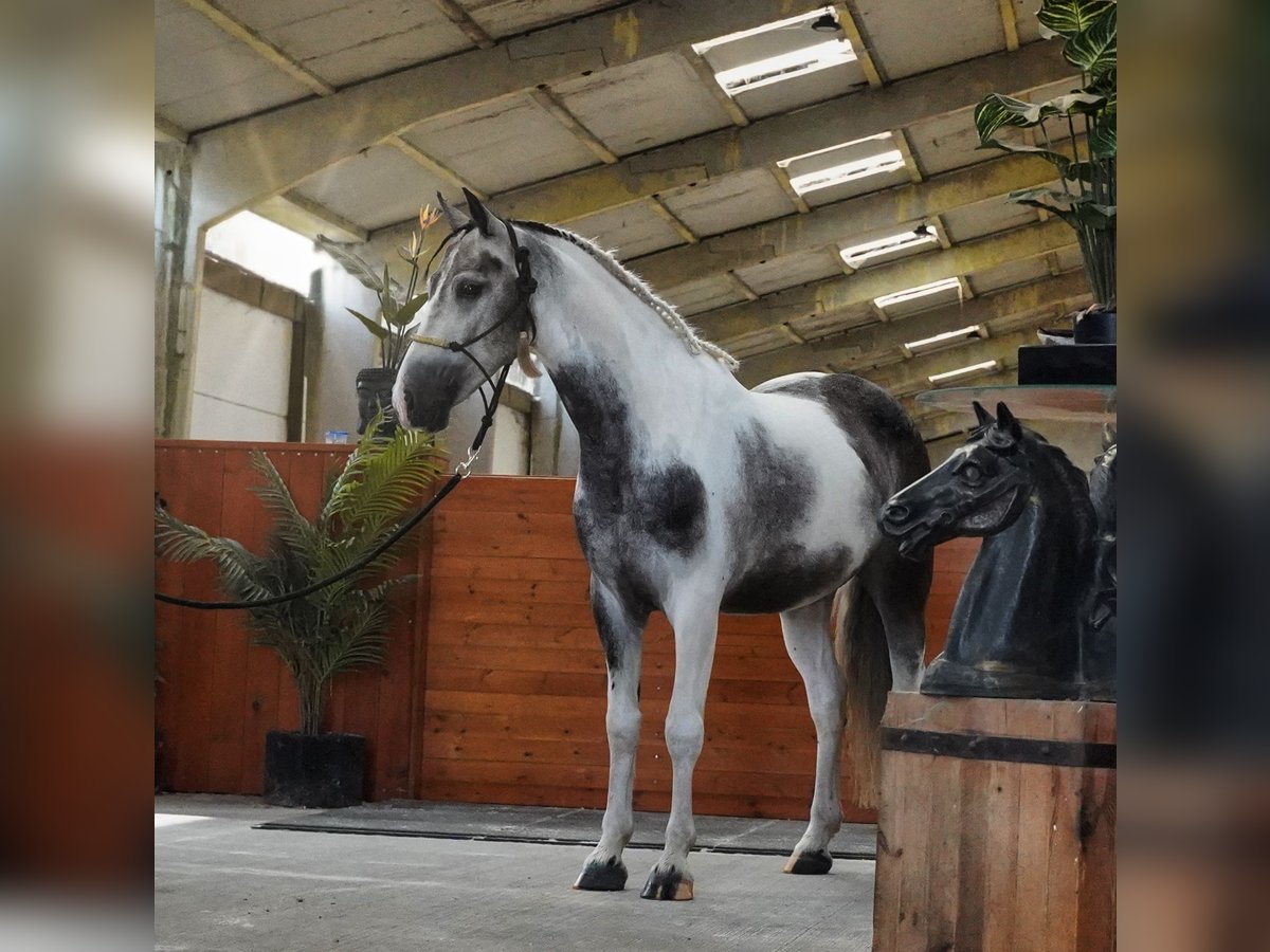 Classic Pony Gelding 4 years 14,1 hh Pinto in HEUVELLAND