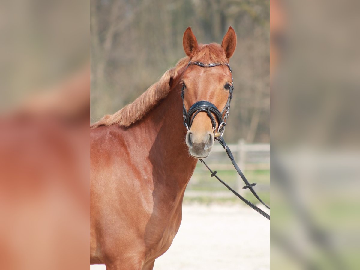 Classic Pony Gelding 5 years 14,1 hh Chestnut-Red in Düsseldorf