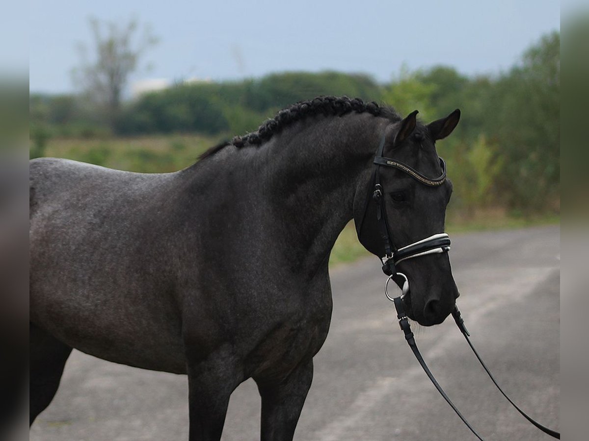 Classic Pony Gelding 8 years 14,1 hh Gray in Bekesszentandras