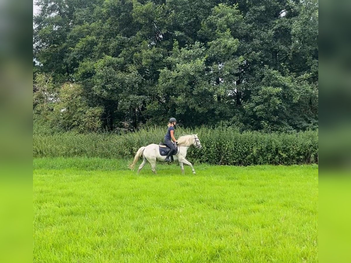 Classic Pony Gelding 8 years 14 hh Leopard-Piebald in Rietberg