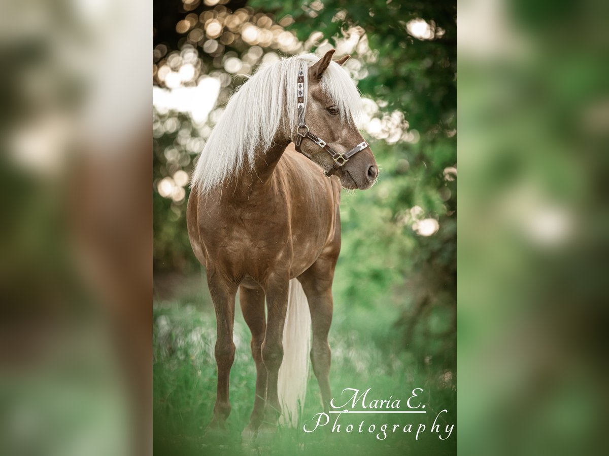 Classic Pony Gelding 9 years 11 hh Chestnut in Freilassing