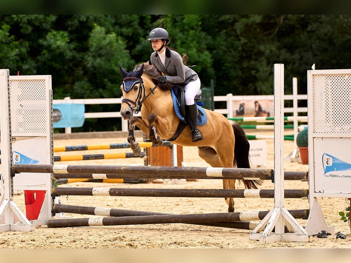 Classic Pony Mix Gelding 9 years Dun in A Coruña