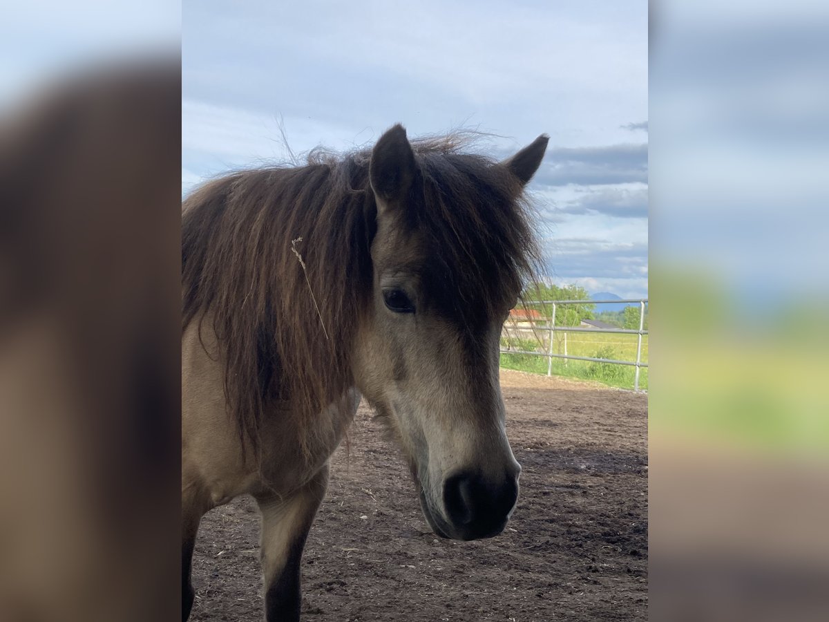 Classic Pony Giumenta 14 Anni 106 cm Falbo in Pei&#xDF;enberg