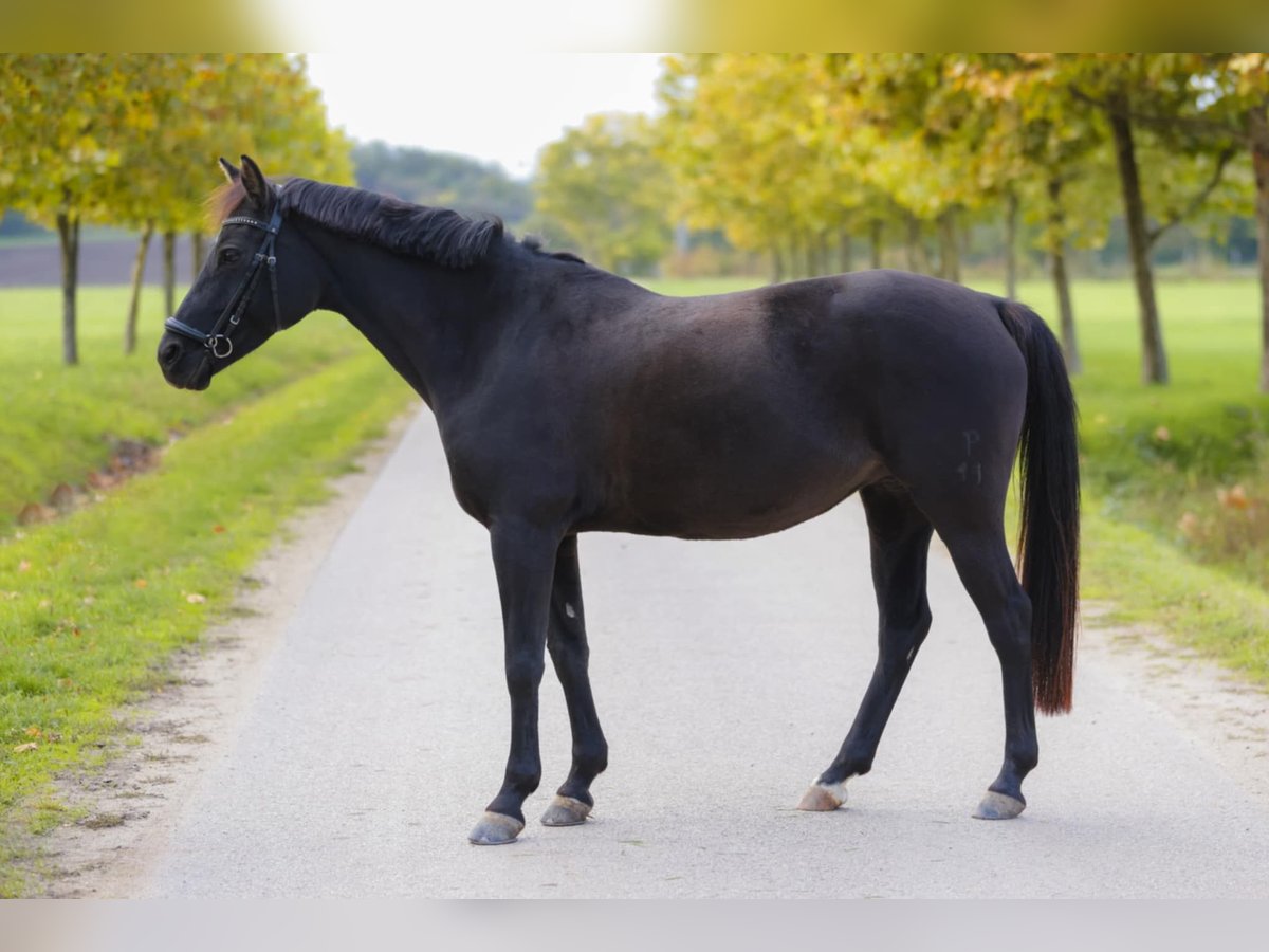 Classic Pony Giumenta 14 Anni 145 cm Morello in Tabajd