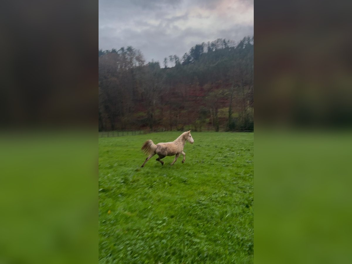 Classic Pony Giumenta 5 Anni 129 cm Palomino in Leioa