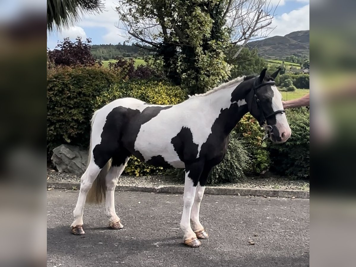 Classic Pony Giumenta 6 Anni 138 cm Pezzato in Down