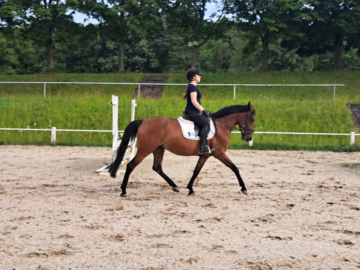 Classic Pony Giumenta 6 Anni 156 cm Baio in Großostheim