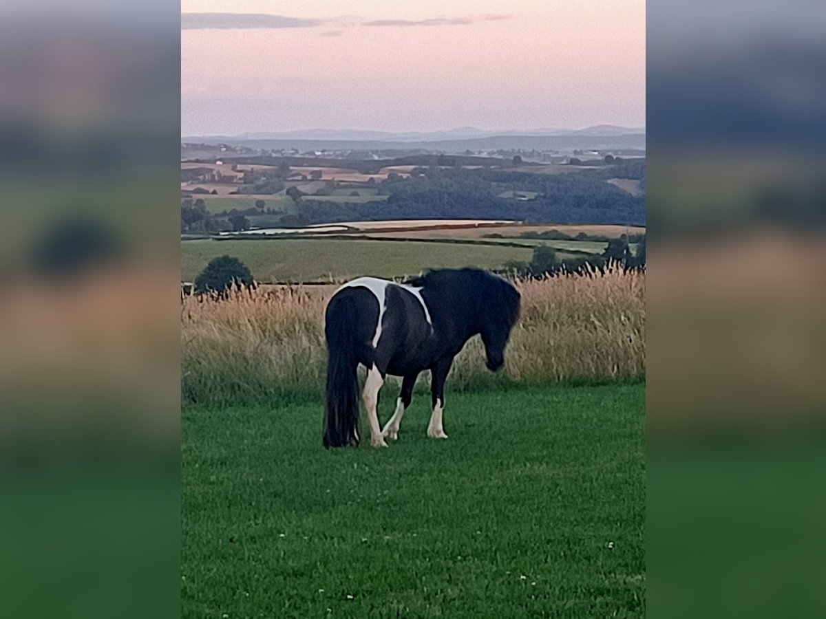 Classic Pony Mix Giumenta 9 Anni 105 cm Bianco in Dettey