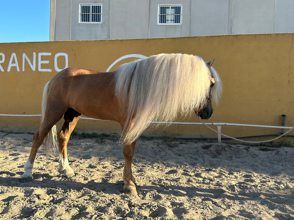 Classic Pony Hengst 16 Jahre 125 cm Palomino in Cartagena