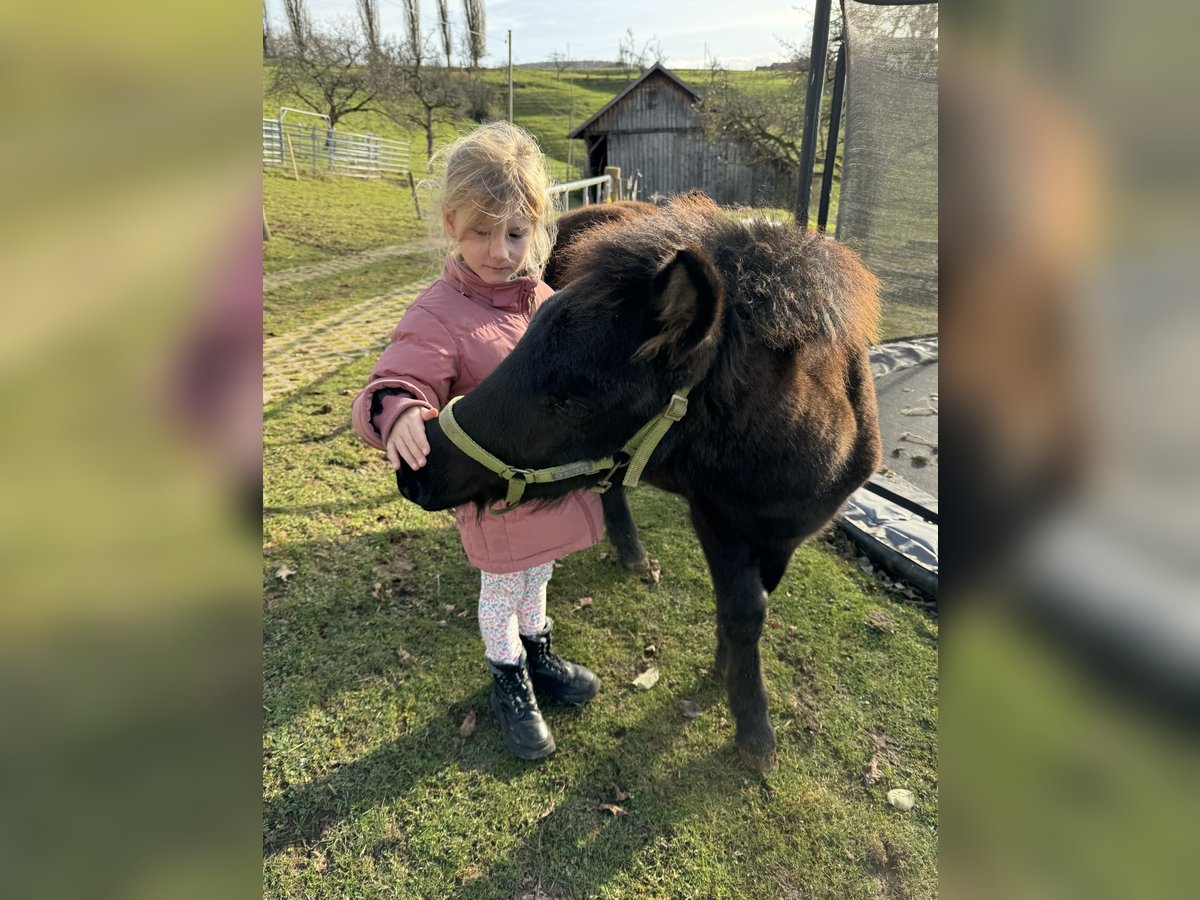 Classic Pony Mix Hengst 1 Jaar 105 cm Zwartbruin in Aalen