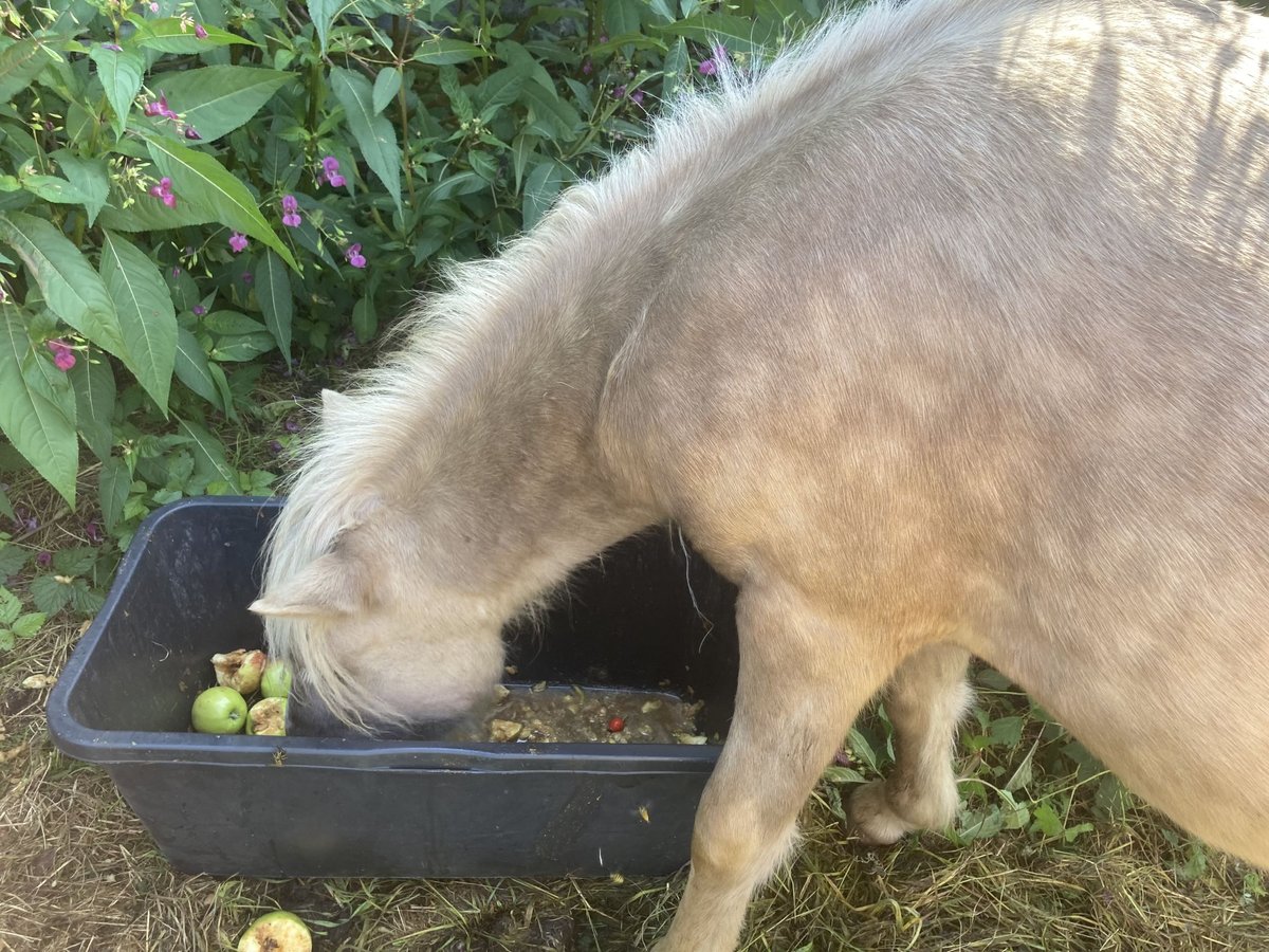 Classic Pony Hengst 1 Jaar 110 cm Zwart in Prittriching