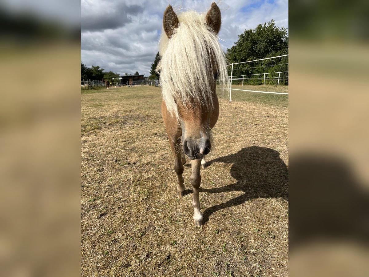 Classic Pony Hengst 1 Jaar 95 cm Vos in Wiesenburg