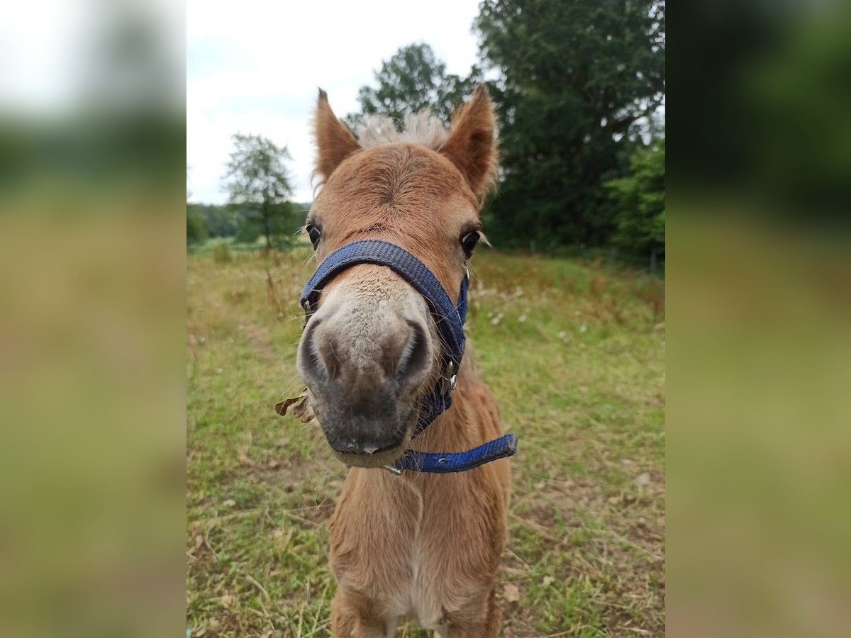 Classic Pony Hengst 1 Jahr in Berkenthin
