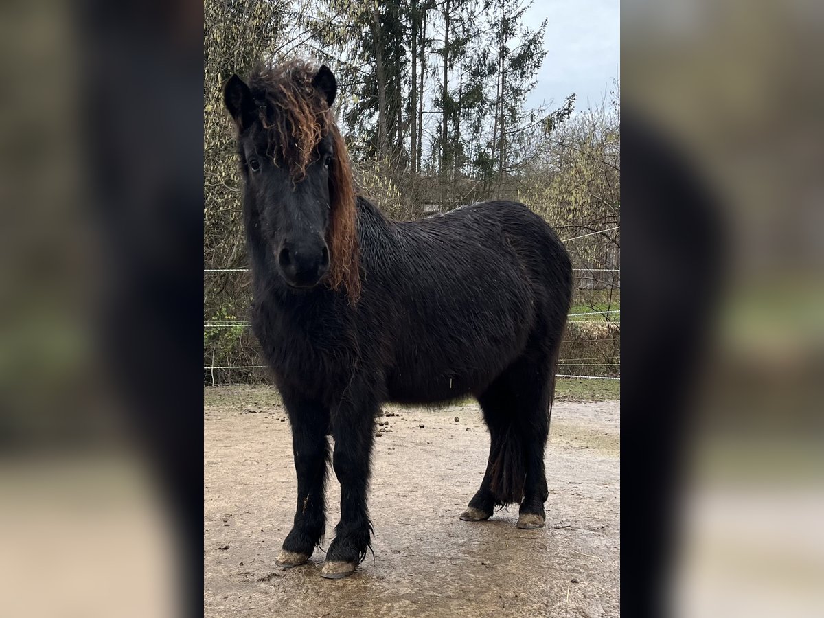 Classic Pony Mix Hengst 2 Jahre 115 cm Rappe in Müllheim