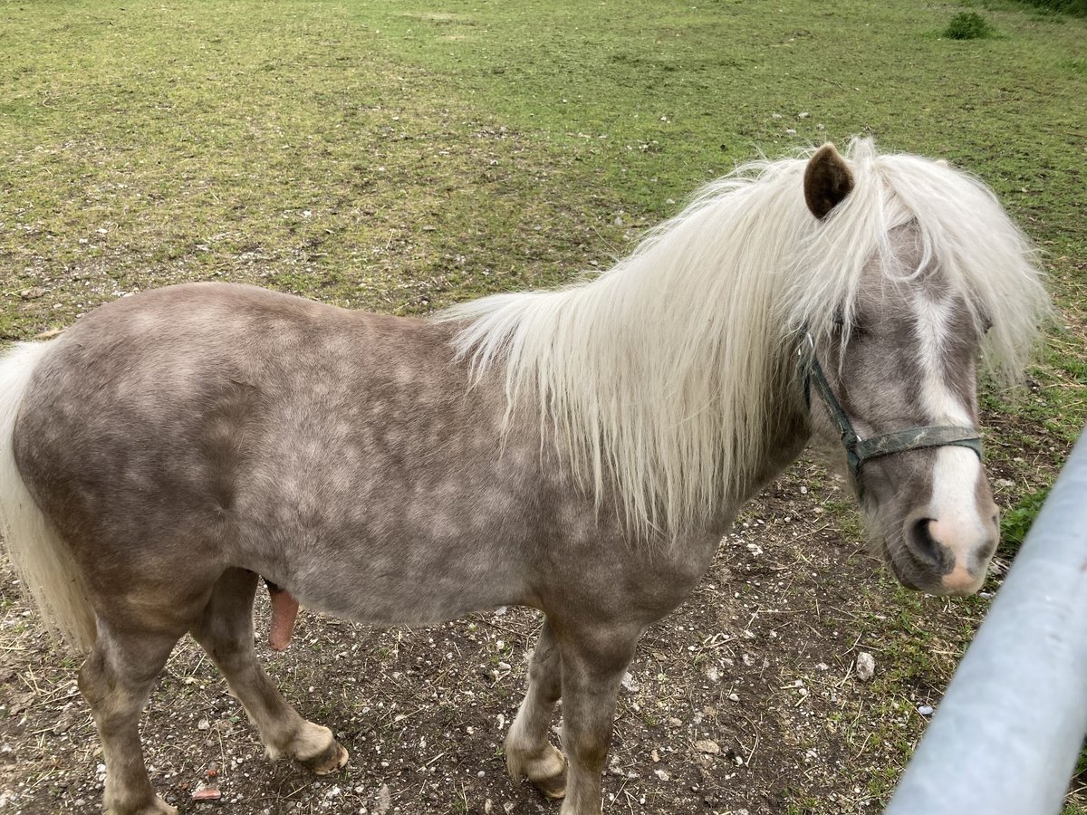 Classic Pony Hengst 2 Jahre 124 cm Rappschimmel in PrittrichingPrittriching