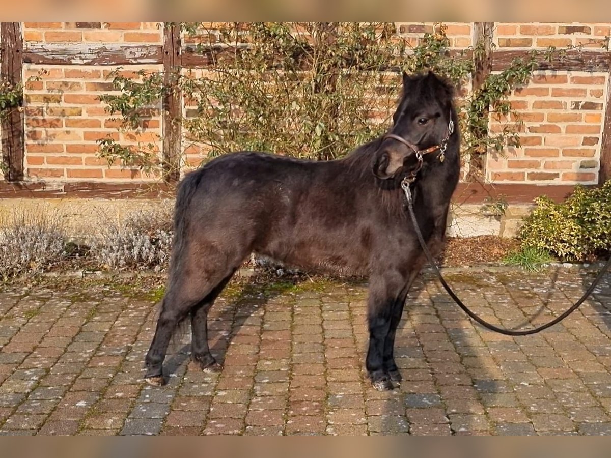 Classic Pony Hengst 4 Jaar 105 cm Donkerbruin in Uslar-F&#xFC;rstenhagen