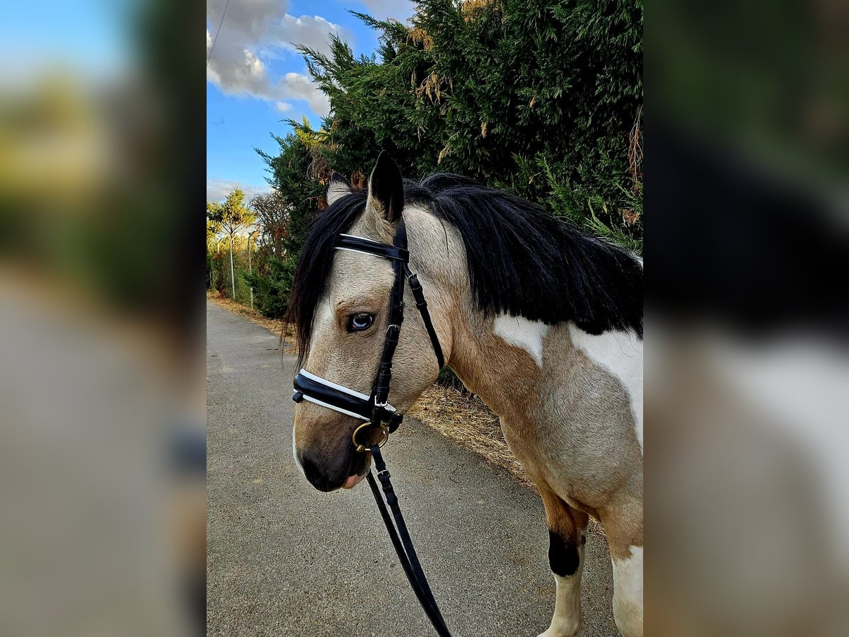 Classic Pony Hengst 4 Jahre Schecke in GROTE-BROGEL