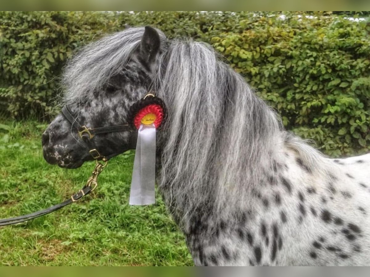 Classic Pony Hengst Tigerschecke in Sulzberg