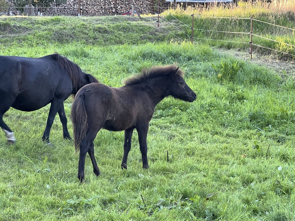 Classic Pony Hengst Veulen (05/2025) 110 cm Zwart in GrimmenGrimmen