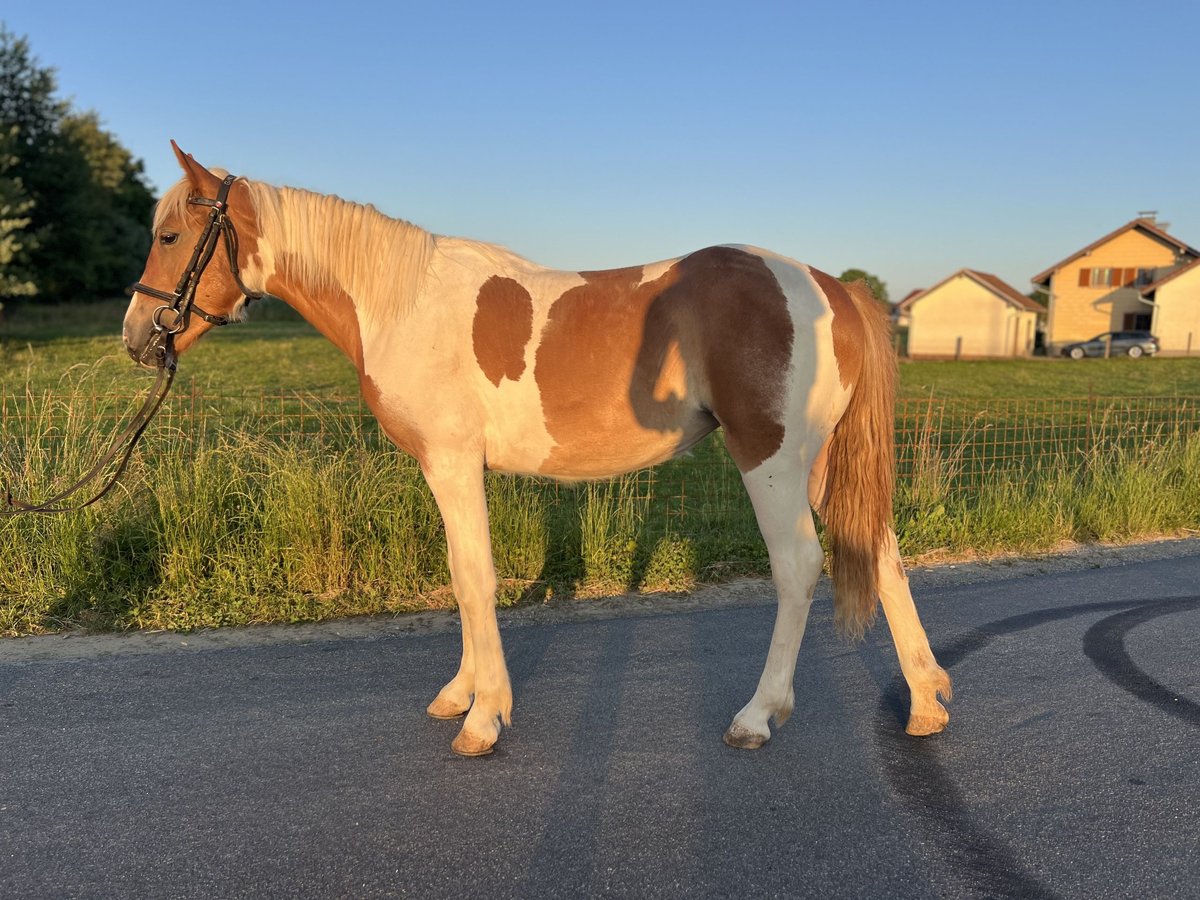 Classic Pony Klacz 4 lat 149 cm Srokata in Uttendorf