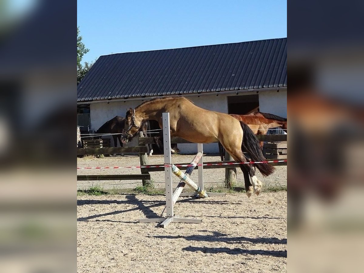 Classic Pony Mix Klacz 5 lat 135 cm Bułana in Kassel