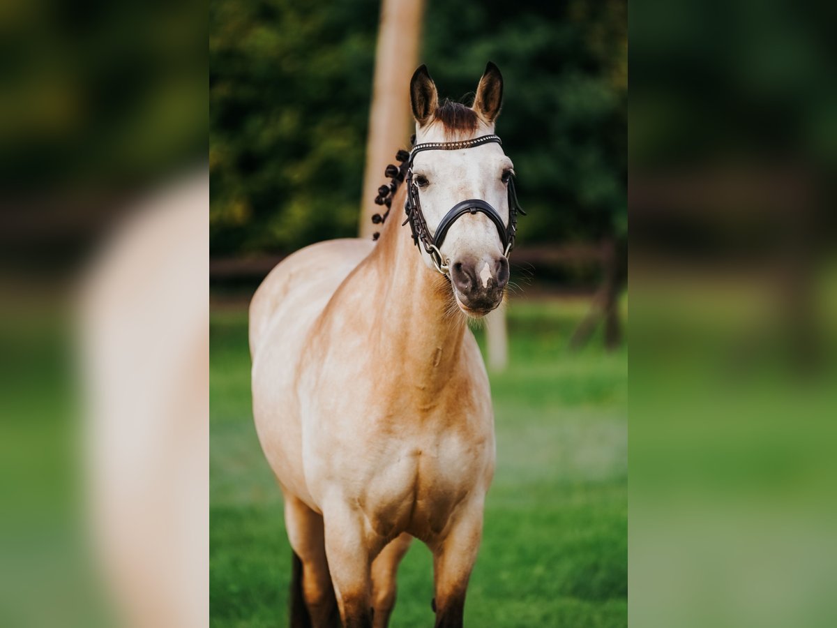 Classic Pony Klacz 9 lat 146 cm Jelenia in Pi&#x146;&#x137;i, M&#x101;rupes novads