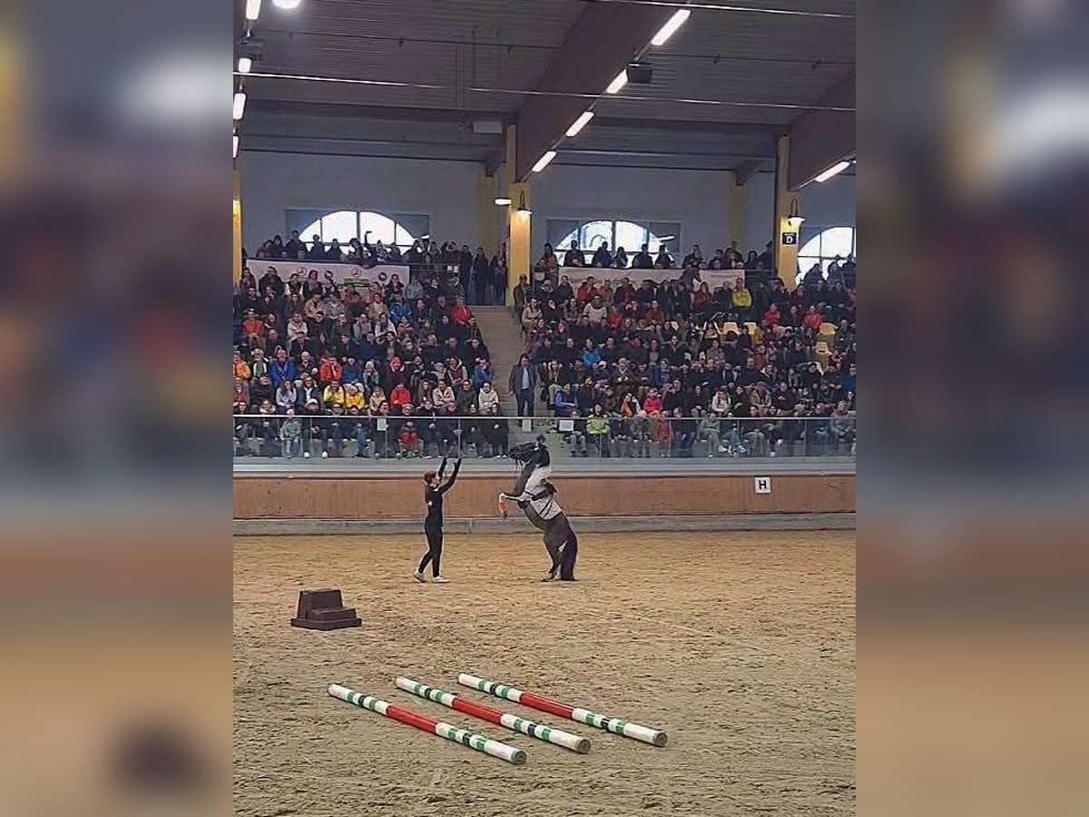 Classic Pony Mare 14 years 10,1 hh Pinto in Sipbachzell